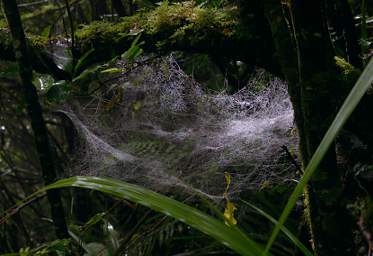 Tongariro Spider Web