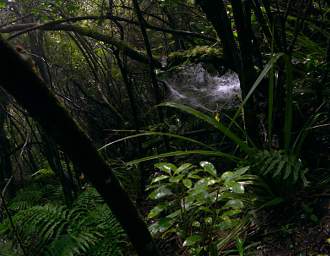 Tongariro Spider Web