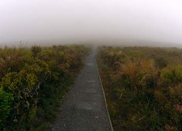 Tongariro Mist Above Timberline