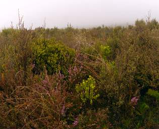 Tongariro Heather