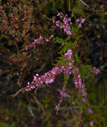 Tongariro Heather