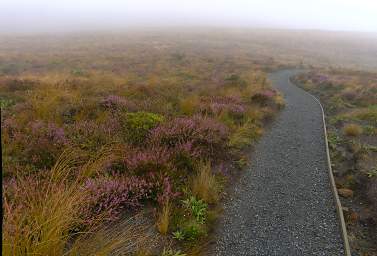 Tongariro Heather