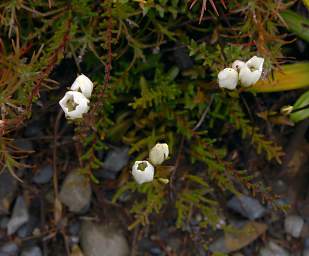 Tongariro Flower Xxx White