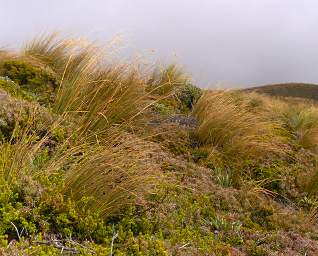 Tongariro Grass