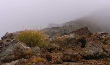 Tongariro Grass People