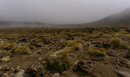 Tongariro Lava Pan Grass