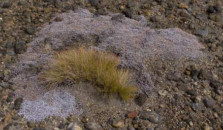 Tongariro Grass Xxx