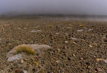 Tongariro Grass Xxx