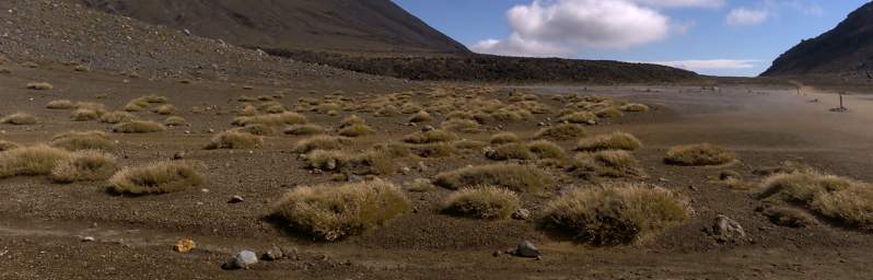 Tongariro Grass