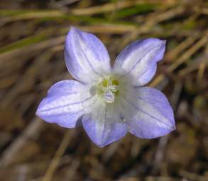 Tongariro Flower Xxx Blue