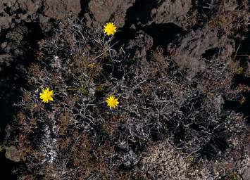 Tongariro Flower Xxx Yellow