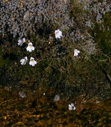 Tongariro Flower Xxx White