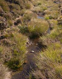 Tongariro Stream Grass