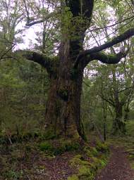 Tongariro Tree