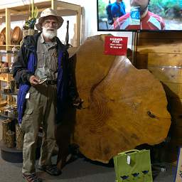 Tree Walk Gary 46Yr Radiata Pine Pinus Radiata