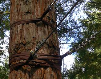 Tree Walk Tree Straps