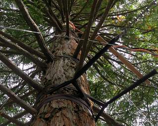 Tree Walk Tree Straps