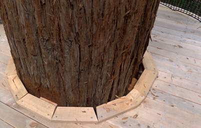 Tree Walk Platform Tree Collar