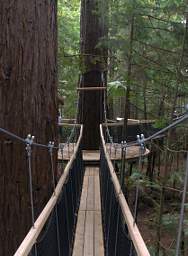 Tree Walk Bridge To Platform