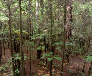 Tree Walk Forest