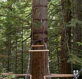 Tree Walk Straps