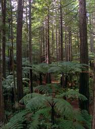 Tree Walk Forest