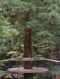 Tree Walk Platform