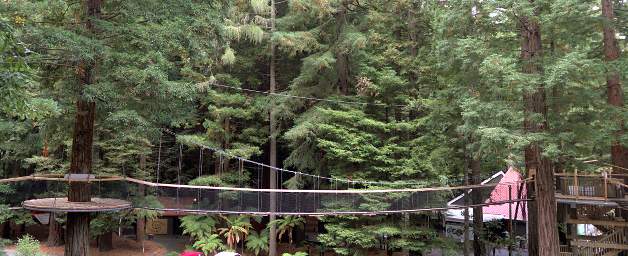 Tree Walk Platform Bridge