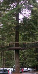 Tree Walk Platform Length Relationships