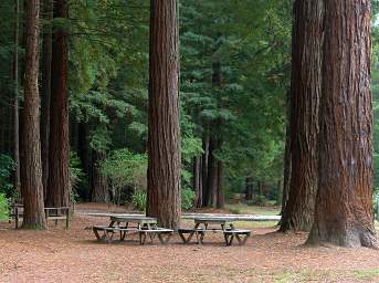 Tree Walk Picnic Tables