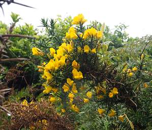 WCst Flower Xxx Yellow