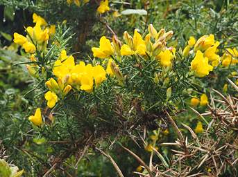 WCst Flower Xxx Yellow
