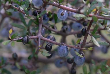 WCst Berries BrownStemmedCoprosma_CoprosmaBrunnea