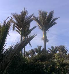 WCst Nikau Palm