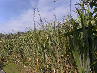 WCst Flax Harakeke