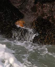 WCst Pancake Rks Starfish