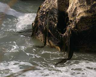 WCst Pancake Rks Seaweed