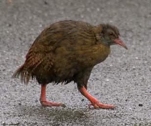 WCst Bird Weka Gallirallus Australis