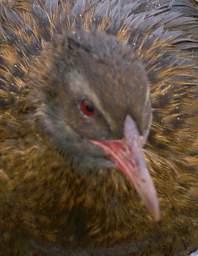 WCst Bird Weka Gallirallus Australis
