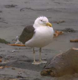 WCst Bird Dominican Gull Larus Dominicanus