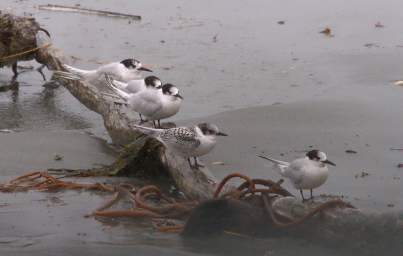 WCst Bird White Fronted Tern Sterna Striata
