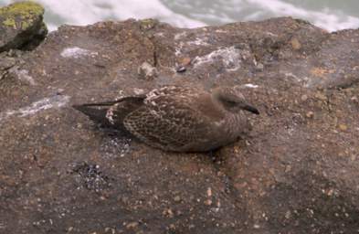 WCst Bird Arctic Skua Stercorarius Pomarinus