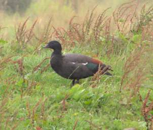 WCst Bird Paradise Shelduck Putangitangi Tadorna Variegata
