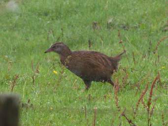 WCst Bird Weka Gallirallus Australis