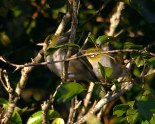WCst Bird Silvereye Zosterops Lateralis