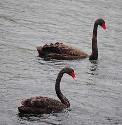 Waihi RT Bird Black Swan Cygnus Atratus