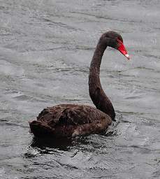 Waihi RT Bird Black Swan Cygnus Atratus