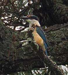 Waihi RT Bird New Zealand Kingfisher Halcyon Sancta Vagans