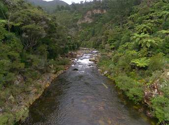 Waihi RT Tributary