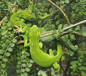 Wellington Zealandia Wellington Green Gecko Nautinus Elegans Punctatus
